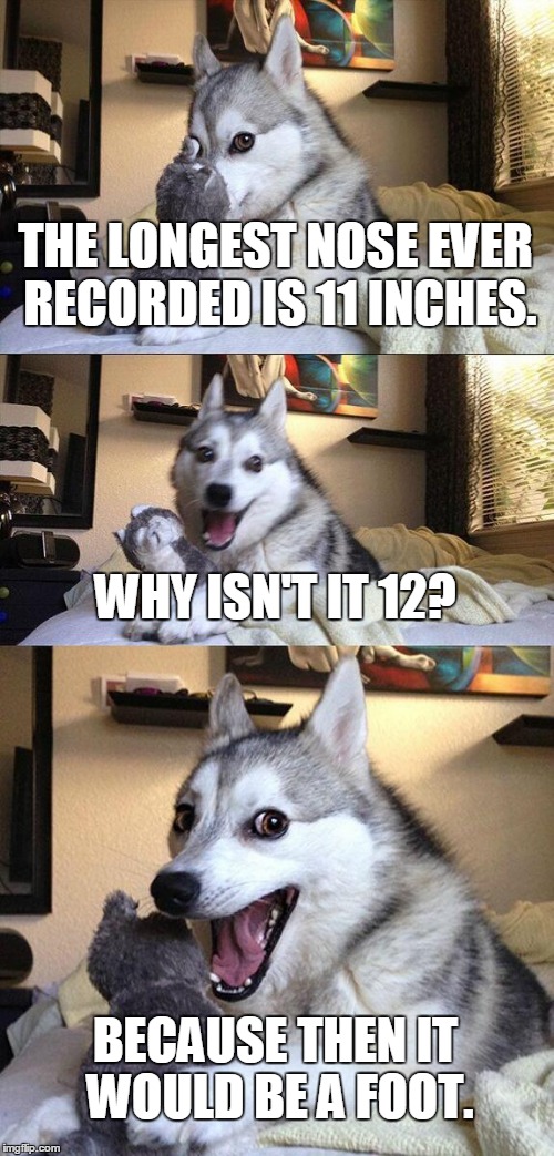 Bad Pun Dog | THE LONGEST NOSE EVER RECORDED IS 11 INCHES. WHY ISN'T IT 12? BECAUSE THEN IT WOULD BE A FOOT. | image tagged in memes,bad pun dog | made w/ Imgflip meme maker