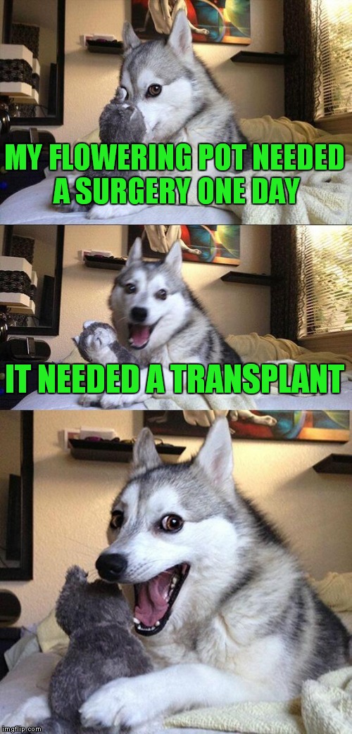 Bad Pun Dog | MY FLOWERING POT NEEDED A SURGERY ONE DAY; IT NEEDED A TRANSPLANT | image tagged in memes,bad pun dog | made w/ Imgflip meme maker