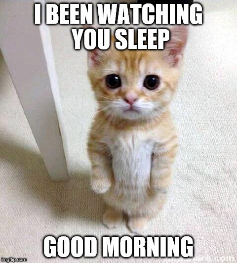 Cute Cat Meme | I BEEN WATCHING YOU SLEEP; GOOD MORNING | image tagged in memes,cute cat | made w/ Imgflip meme maker