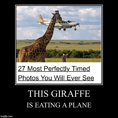 Giraffezilla has a bone to pick with the driver... | image tagged in funny,demotivationals,giraffe,clickbait,plane,sahara | made w/ Imgflip demotivational maker