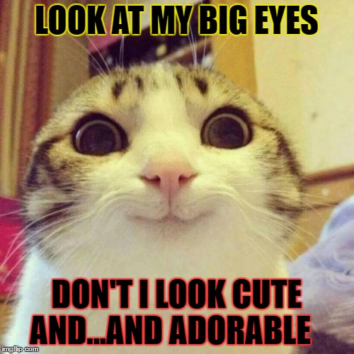 Smiling Cat Meme | LOOK AT MY BIG EYES; DON'T I LOOK CUTE AND...AND ADORABLE | image tagged in memes,smiling cat | made w/ Imgflip meme maker