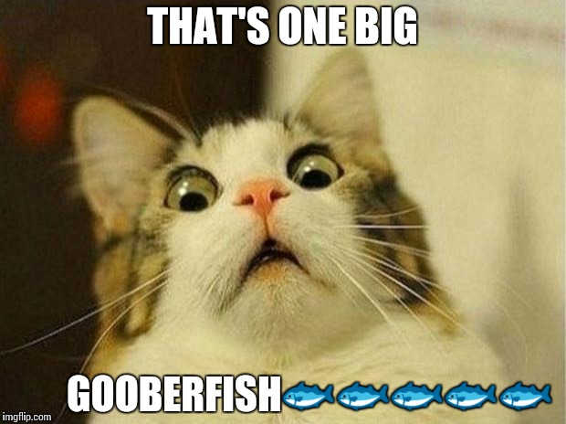 Scared Cat Meme | THAT'S ONE BIG; GOOBERFISH🐟🐟🐟🐟🐟 | image tagged in memes,scared cat | made w/ Imgflip meme maker