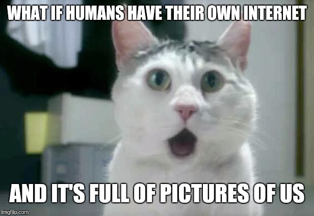 Conspiracy Keanu Cat | WHAT IF HUMANS HAVE THEIR OWN INTERNET; AND IT'S FULL OF PICTURES OF US | image tagged in memes,omg cat,conspiracy keanu | made w/ Imgflip meme maker