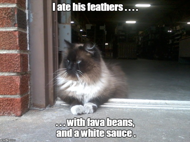  I ate his feathers . . . . . . . with fava beans, and a white sauce . | image tagged in funny cats | made w/ Imgflip meme maker