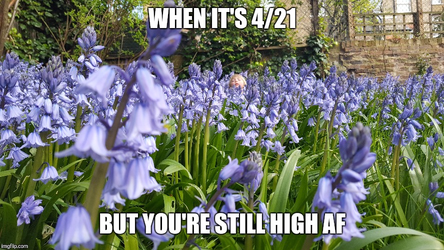 When it's 4/21 but you're still high af... | WHEN IT'S 4/21; BUT YOU'RE STILL HIGH AF | image tagged in 420,420 blaze it,funny,flowers,high,bluebell | made w/ Imgflip meme maker