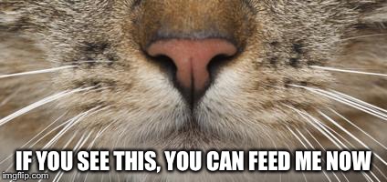 Cats have a way | IF YOU SEE THIS, YOU CAN FEED ME NOW | image tagged in cats | made w/ Imgflip meme maker