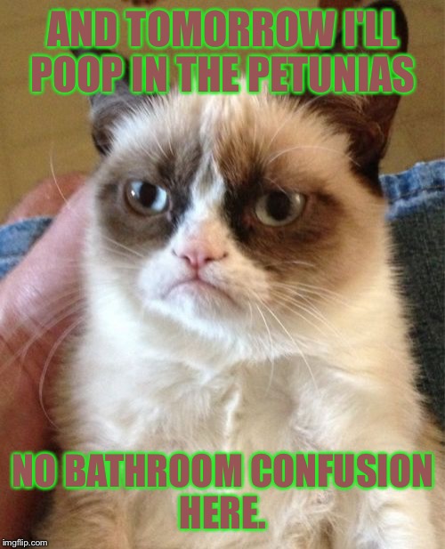 Grumpy Cat Meme | AND TOMORROW I'LL POOP IN THE PETUNIAS NO BATHROOM CONFUSION HERE. | image tagged in memes,grumpy cat | made w/ Imgflip meme maker