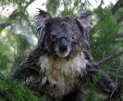 Angry koala Blank Meme Template