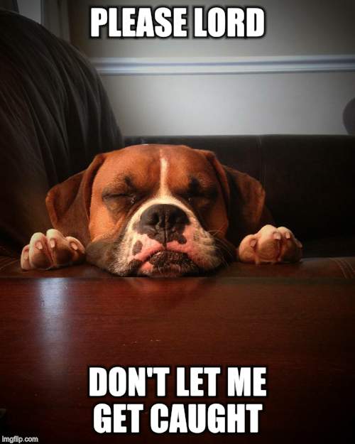 Prayer dog | PLEASE LORD DON'T LET ME GET CAUGHT | image tagged in prayer dog | made w/ Imgflip meme maker