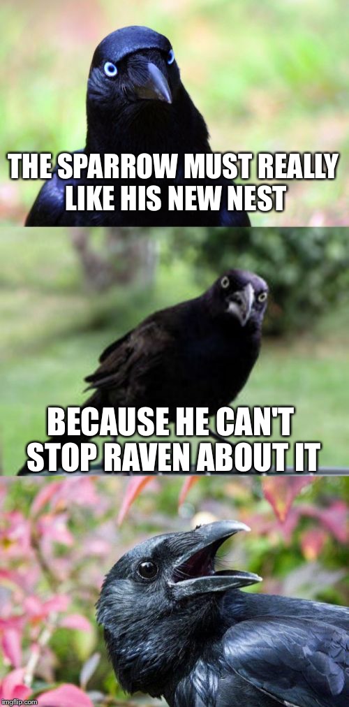 bad pun crow | THE SPARROW MUST REALLY LIKE HIS NEW NEST; BECAUSE HE CAN'T STOP RAVEN ABOUT IT | image tagged in bad pun crow | made w/ Imgflip meme maker