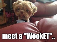 meet a "WookET".. | image tagged in movie humor | made w/ Imgflip meme maker