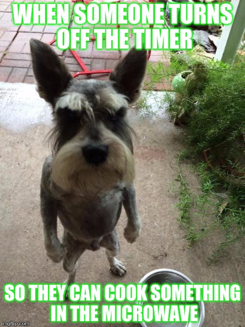 Angry dog | WHEN SOMEONE TURNS OFF THE TIMER; SO THEY CAN COOK SOMETHING IN THE MICROWAVE | image tagged in angry dog | made w/ Imgflip meme maker