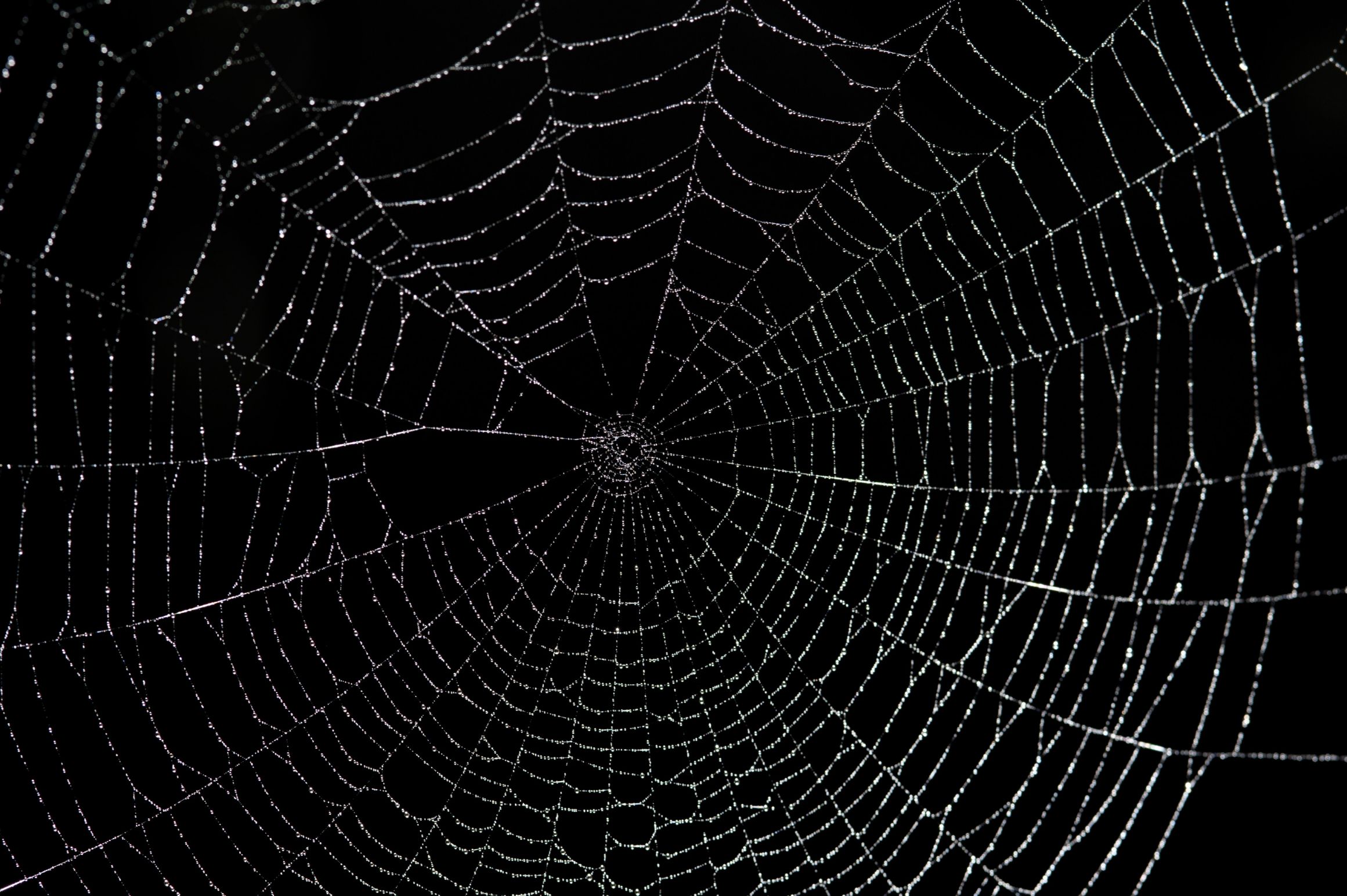 Spider Web Blank Meme Template