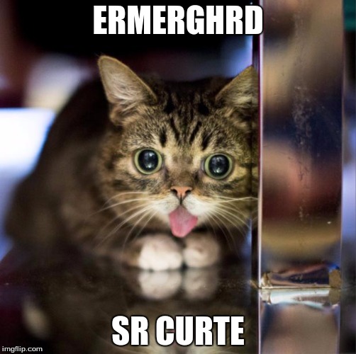 Lil Bub | ERMERGHRD; SR CURTE | image tagged in lil bub | made w/ Imgflip meme maker