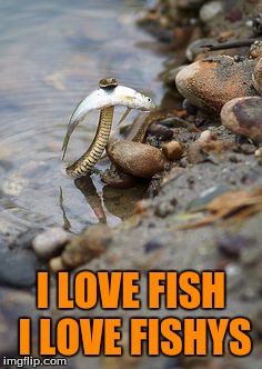 Snake | I LOVE FISH I LOVE FISHYS | image tagged in snake | made w/ Imgflip meme maker