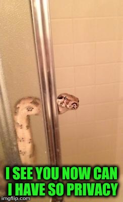 snakeshower | I SEE YOU NOW CAN I HAVE SO PRIVACY | image tagged in snakeshower | made w/ Imgflip meme maker