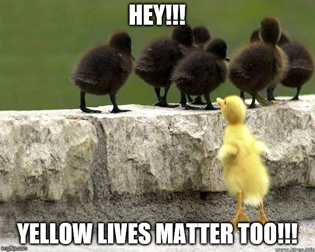  When the music stopped I returned to my seat But there's no stoppin' a duck and his beat... | HEY!!! YELLOW LIVES MATTER TOO!!! | image tagged in memes,animals,duck | made w/ Imgflip meme maker