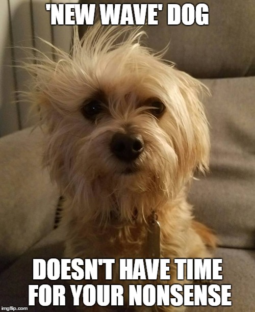 'New Wave' Dog | 'NEW WAVE' DOG; DOESN'T HAVE TIME FOR YOUR NONSENSE | image tagged in humor,new wave dog | made w/ Imgflip meme maker