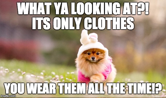 What They Don't Know... | WHAT YA LOOKING AT?! ITS ONLY CLOTHES; YOU WEAR THEM ALL THE TIME!? | image tagged in funny dogs | made w/ Imgflip meme maker