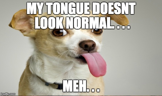 When You Just Dont Care | MY TONGUE DOESNT 
LOOK NORMAL. . . . MEH. . . | image tagged in funny dogs | made w/ Imgflip meme maker