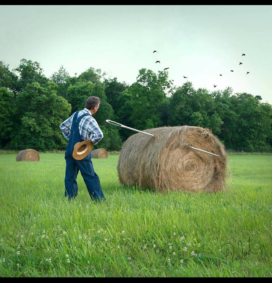 needle in haystack Blank Meme Template