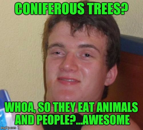 Must be why people disappear in the woods ;-) | CONIFEROUS TREES? WHOA, SO THEY EAT ANIMALS AND PEOPLE?...AWESOME | image tagged in memes,10 guy | made w/ Imgflip meme maker