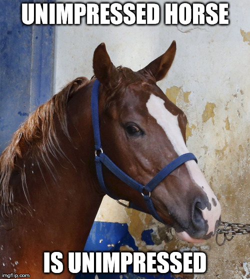 unimpressed horse | UNIMPRESSED HORSE; IS UNIMPRESSED | image tagged in unimpressed horse | made w/ Imgflip meme maker