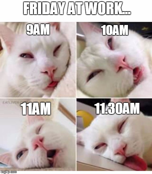 Bored cat |  FRIDAY AT WORK... 9AM; 10AM; 11AM; 11.30AM | image tagged in bored cat,friday | made w/ Imgflip meme maker