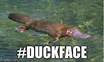 Platypi take selfies too! | #DUCKFACE | image tagged in platypus by strongly opinionated platypus | made w/ Imgflip meme maker