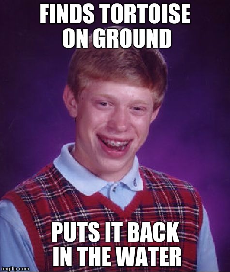 Bad Luck Brian Meme | FINDS TORTOISE ON GROUND; PUTS IT BACK IN THE WATER | image tagged in memes,bad luck brian | made w/ Imgflip meme maker