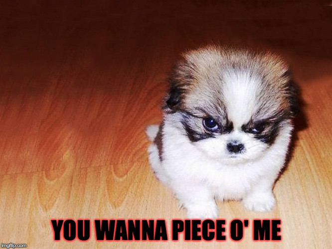 Angry puppy | YOU WANNA PIECE O' ME | image tagged in angry puppy,fluffy,you wanna piece o' me | made w/ Imgflip meme maker