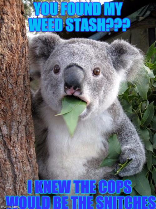 Surprised Koala | YOU FOUND MY WEED STASH??? I KNEW THE COPS WOULD BE THE SNITCHES | image tagged in memes,surprised koala | made w/ Imgflip meme maker