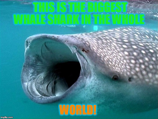 whale shark | THIS IS THE BIGGEST WHALE SHARK IN THE WHOLE; WORLD! | image tagged in whale shark | made w/ Imgflip meme maker