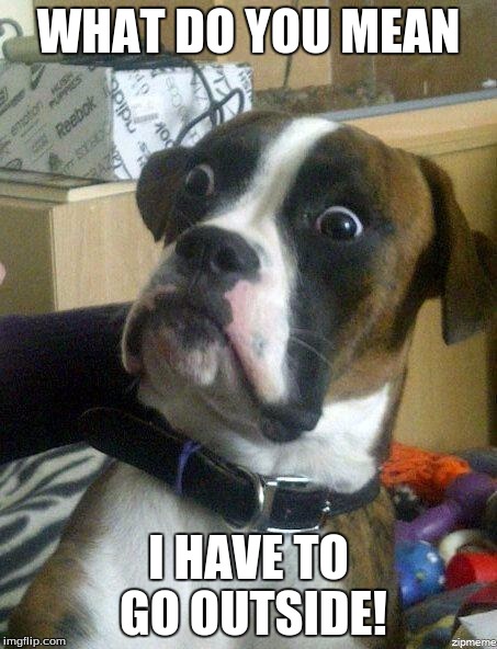 When they give you that look | WHAT DO YOU MEAN; I HAVE TO GO OUTSIDE! | image tagged in funny dog | made w/ Imgflip meme maker