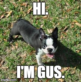 Boston Terrier  | HI. I'M GUS. | image tagged in dogs,boston terrier,gus | made w/ Imgflip meme maker