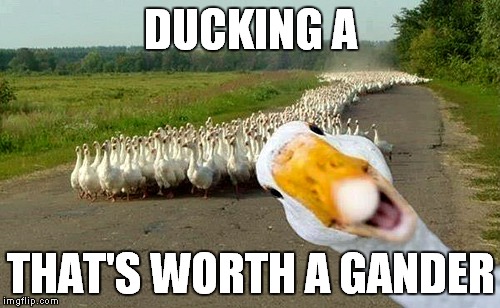 DUCKING A THAT'S WORTH A GANDER | made w/ Imgflip meme maker