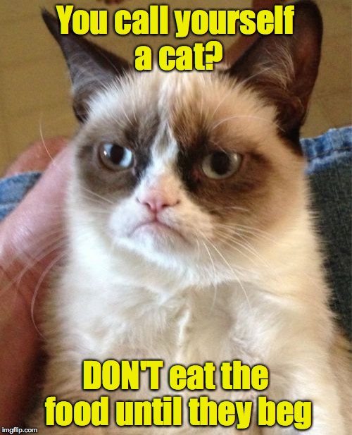 Grumpy Cat Meme | You call yourself a cat? DON'T eat the food until they beg | image tagged in memes,grumpy cat | made w/ Imgflip meme maker