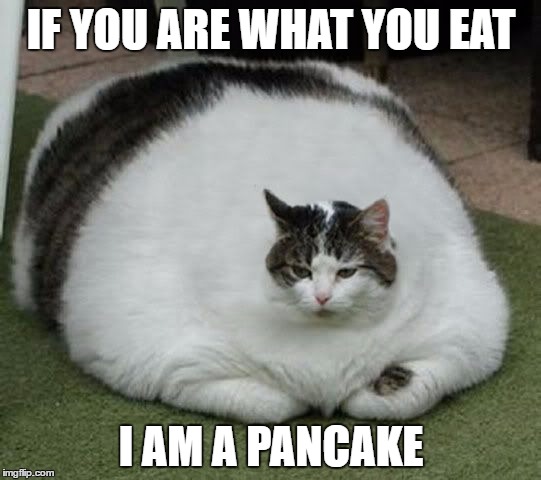 breakfast | IF YOU ARE WHAT YOU EAT; I AM A PANCAKE | image tagged in breakfast,morning,funny memes,cats | made w/ Imgflip meme maker