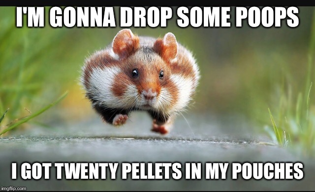 Hamster rap | I'M GONNA DROP SOME POOPS; I GOT TWENTY PELLETS IN MY POUCHES | image tagged in memes,funny,hamster,rap | made w/ Imgflip meme maker