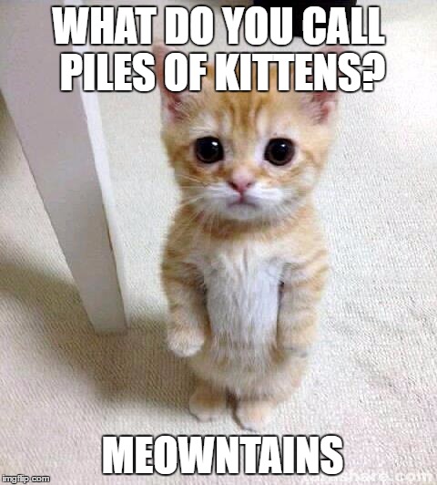 Cute Cat Meme | WHAT DO YOU CALL PILES OF KITTENS? MEOWNTAINS | image tagged in memes,cute cat | made w/ Imgflip meme maker