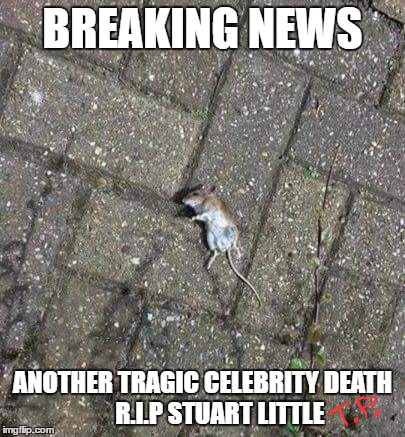  rip Stuart Little | BREAKING NEWS; ANOTHER TRAGIC CELEBRITY DEATH       R.I.P STUART LITTLE | image tagged in celebrity,death,funny | made w/ Imgflip meme maker