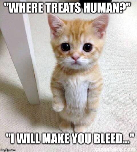 Cute Cat | "WHERE TREATS HUMAN?"; "I WILL MAKE YOU BLEED..." | image tagged in memes,cute cat | made w/ Imgflip meme maker