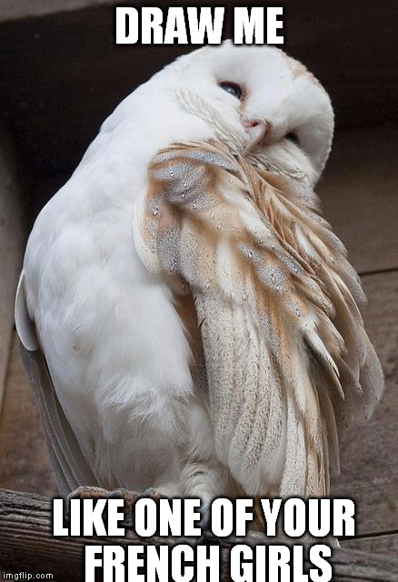 Ridiculously Photogenic Owl | DRAW ME; LIKE ONE OF YOUR FRENCH GIRLS | image tagged in ridiculously photogenic owl,memes,funny,titanic,draw me like one of your french girls | made w/ Imgflip meme maker