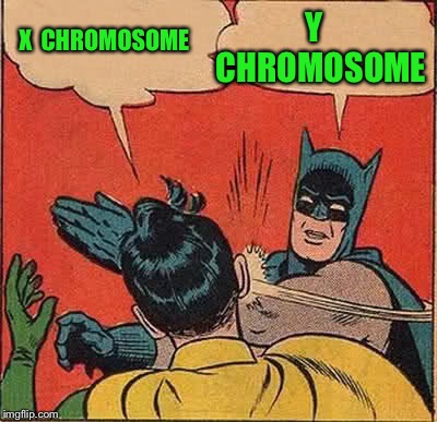 Batman Slapping Robin Meme | X  CHROMOSOME Y      CHROMOSOME | image tagged in memes,batman slapping robin | made w/ Imgflip meme maker