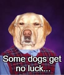 Some dogs get no luck... | made w/ Imgflip meme maker