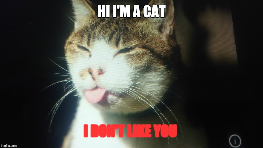 im a catttttttt | HI I'M A CAT; I DON'T LIKE YOU | image tagged in im a catttttttt | made w/ Imgflip meme maker