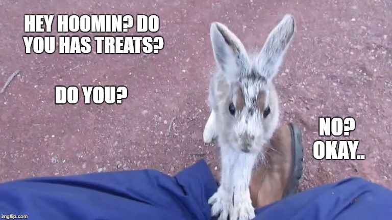 Curious hare | HEY HOOMIN? DO YOU HAS TREATS? DO YOU? NO? OKAY.. | image tagged in rabbit,bunny,treats | made w/ Imgflip meme maker
