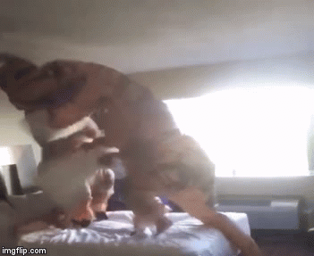 Little Arms Pillow Fight | image tagged in gifs,pillow fight,rex,dino,dinosaur | made w/ Imgflip video-to-gif maker