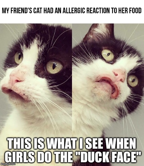 THIS IS WHAT I SEE WHEN GIRLS DO THE "DUCK FACE" | image tagged in cat lips | made w/ Imgflip meme maker