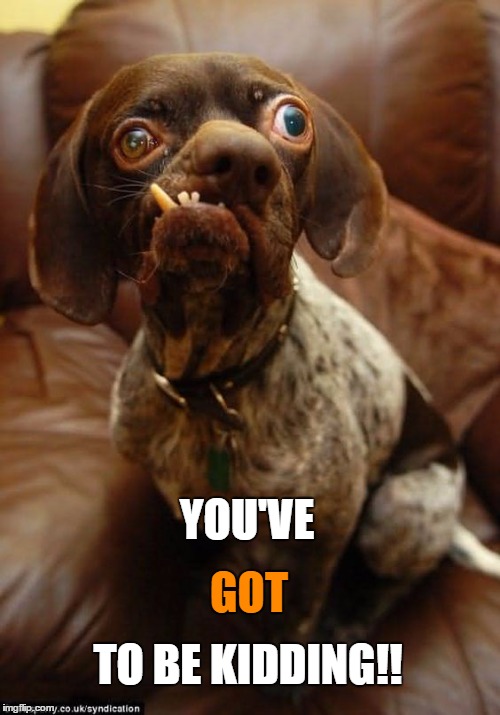 Kidding Dog | YOU'VE; GOT; TO BE KIDDING!! | image tagged in memes,you're kidding,joking,funny dog,you don't say | made w/ Imgflip meme maker